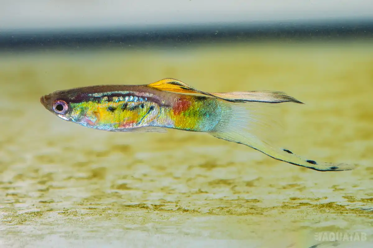 Fotografie druhu Poecilia reticulata