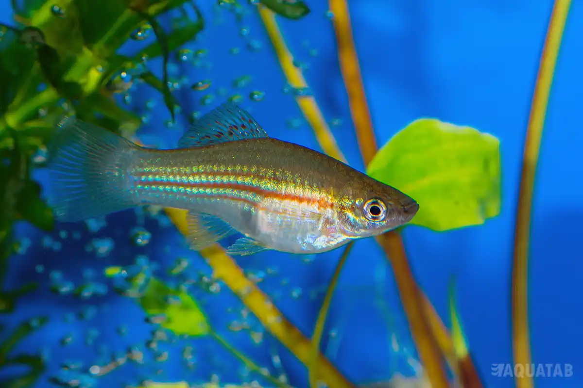 Fotografie druhu Xiphophorus hellerii