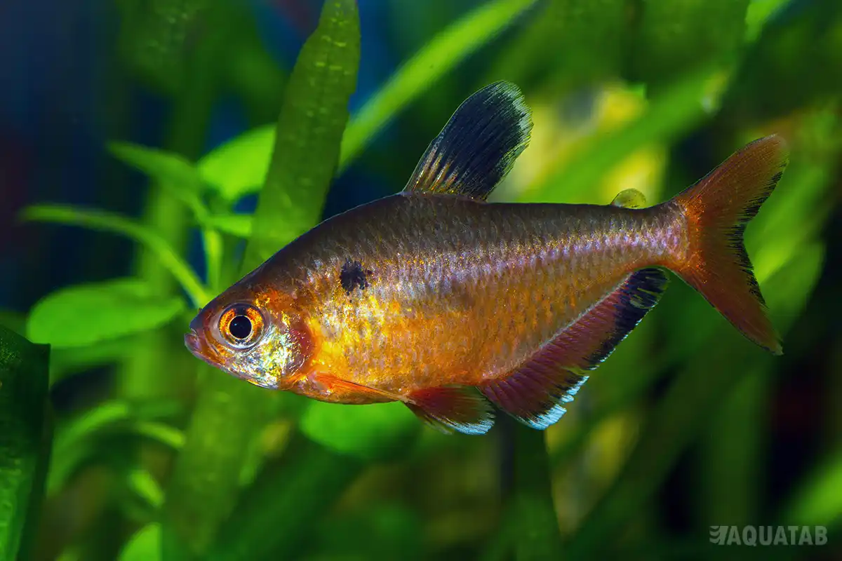 Fotografie druhu Megalamphodus eques