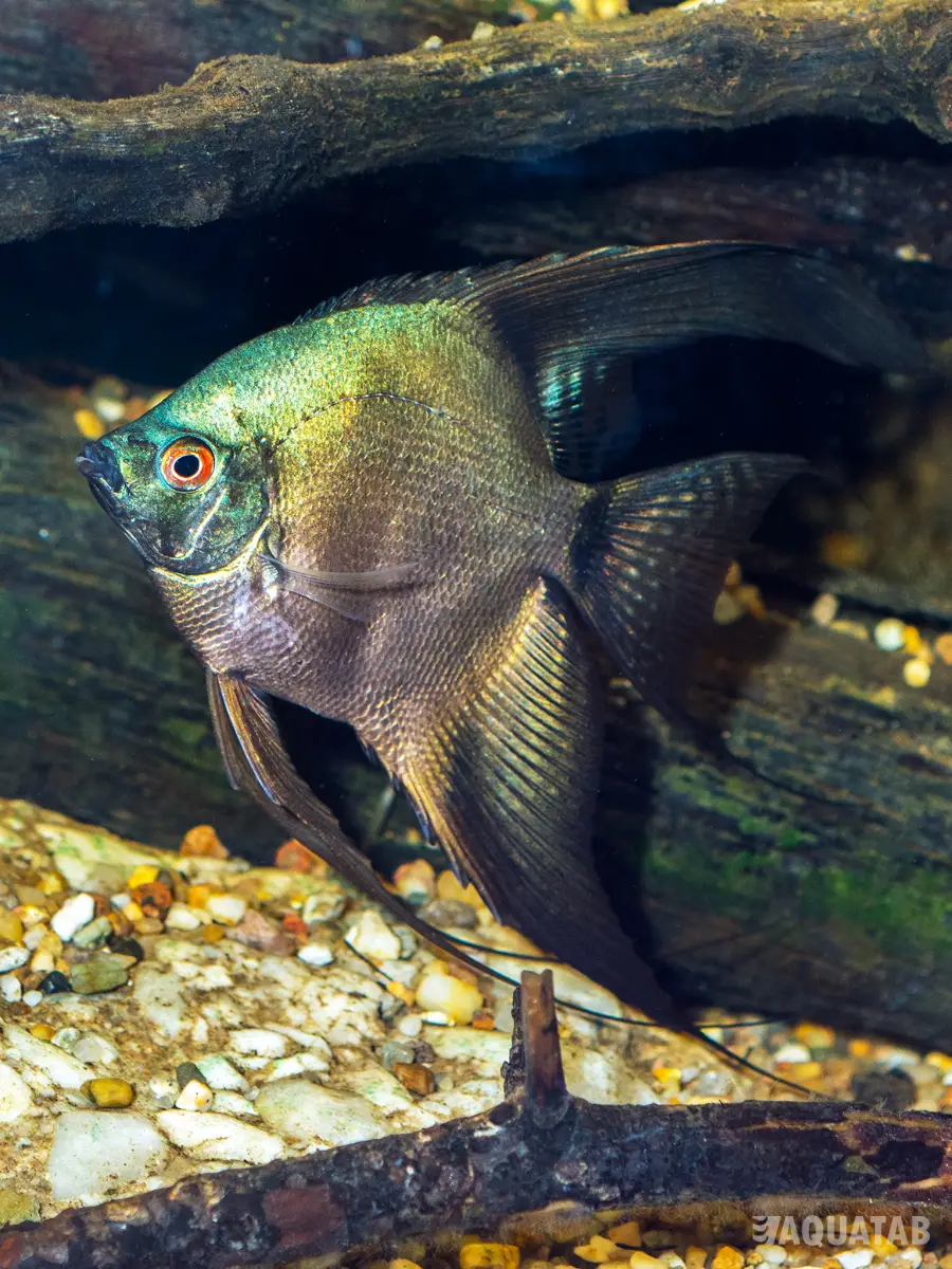 Fotografie druhu Pterophyllum scalare Dark Bulgarian Green Seal