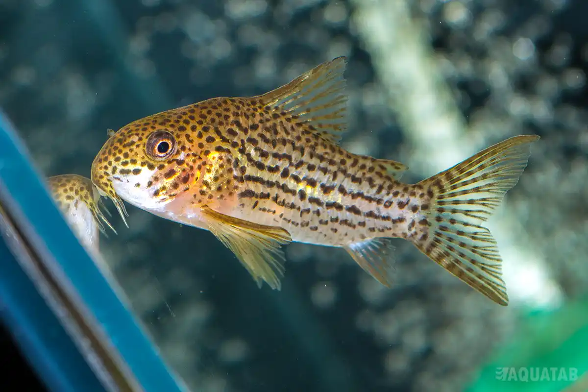 Fotografie druhu Hoplisoma eversi