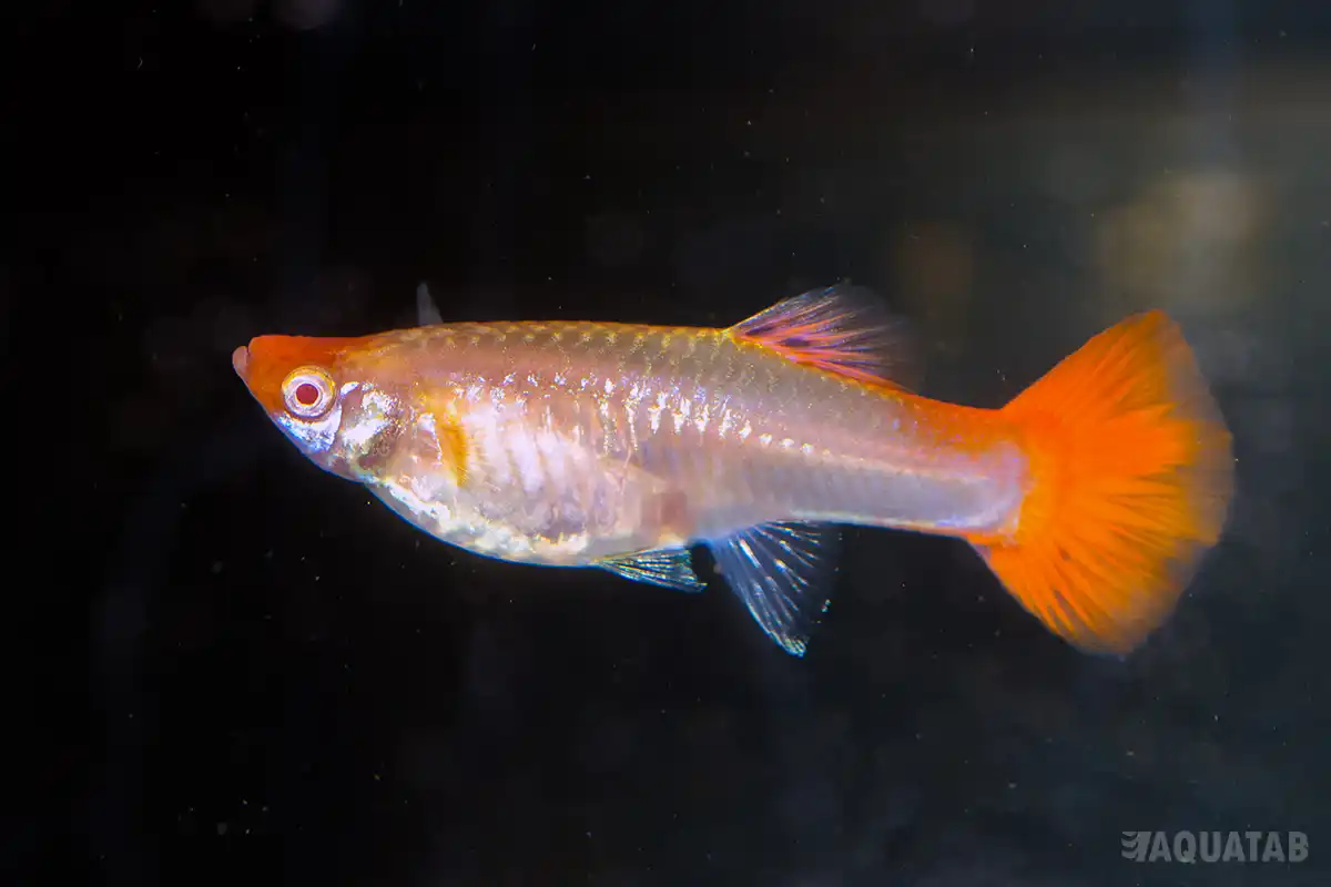 Fotografie druhu Poecilia reticulata Koi Kohaku