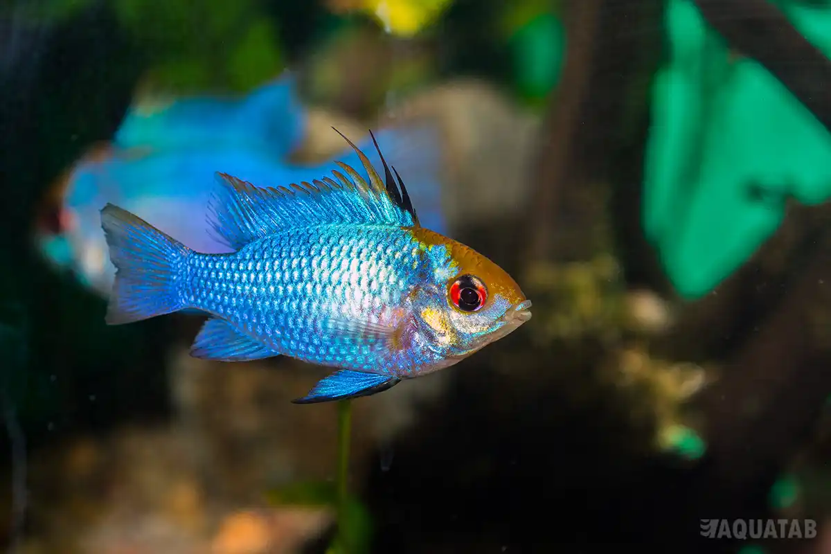 Fotografie druhu Mikrogeophagus ramirezi Electric Blue