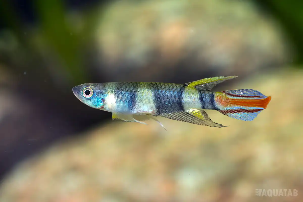 Fotografie druhu Epiplatys annulatus