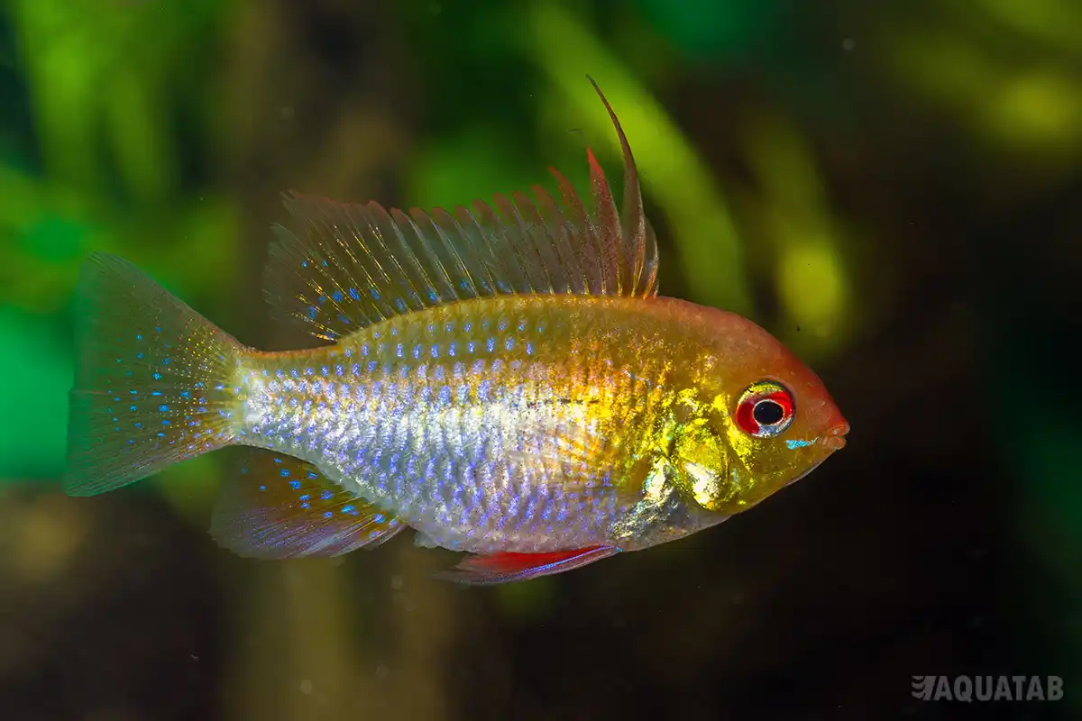Fotografie druhu Mikrogeophagus ramirezi Gold