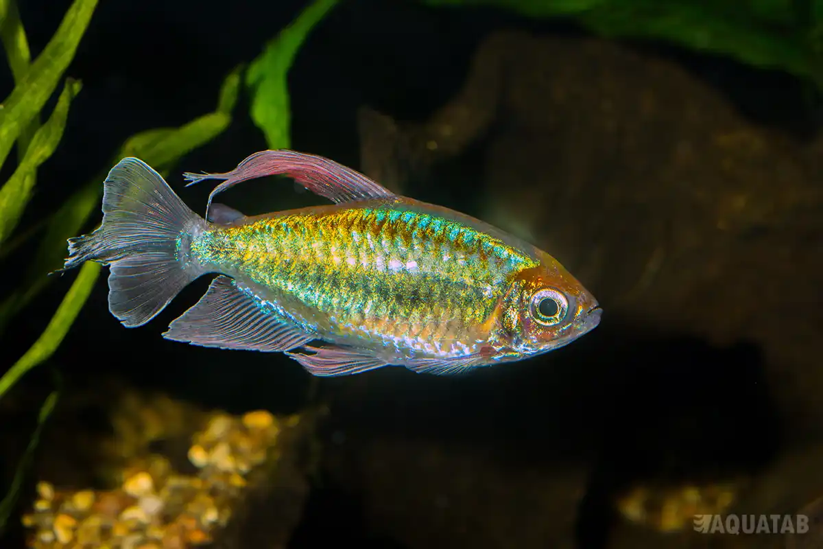 Fotografie druhu Phenacogrammus interruptus