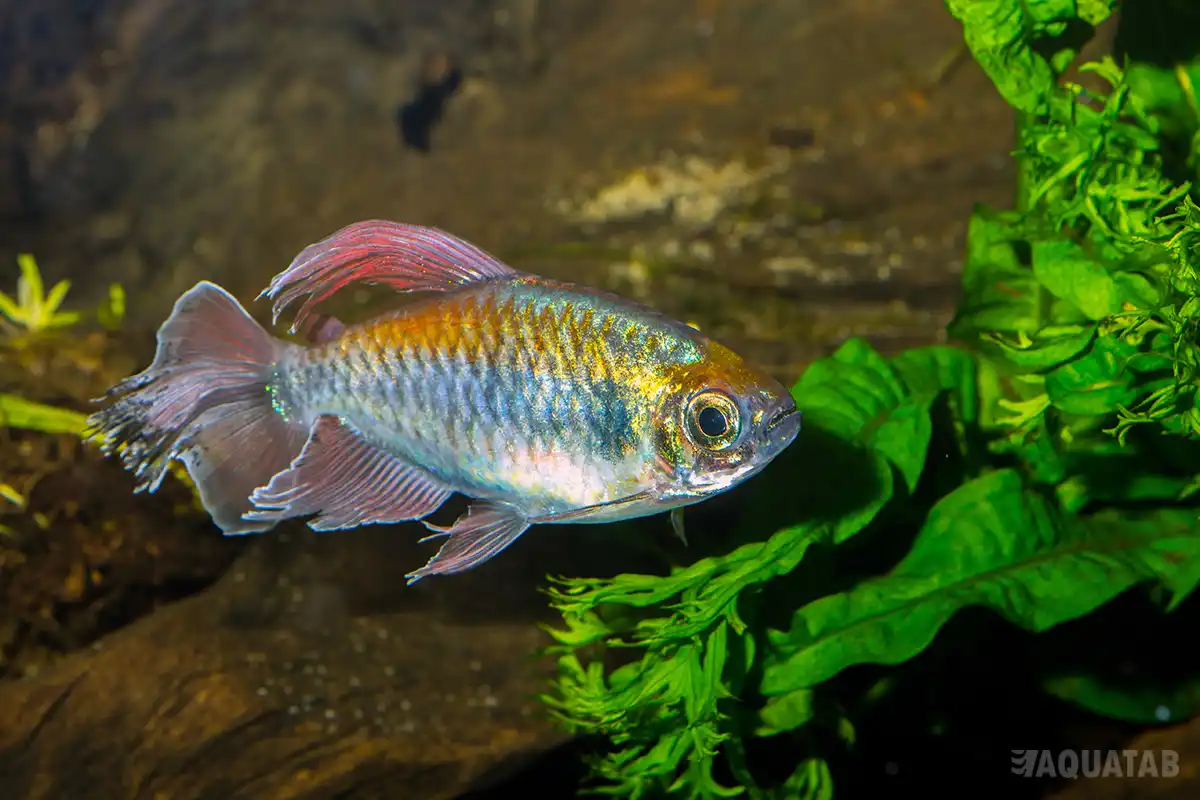 Fotografie druhu Phenacogrammus interruptus