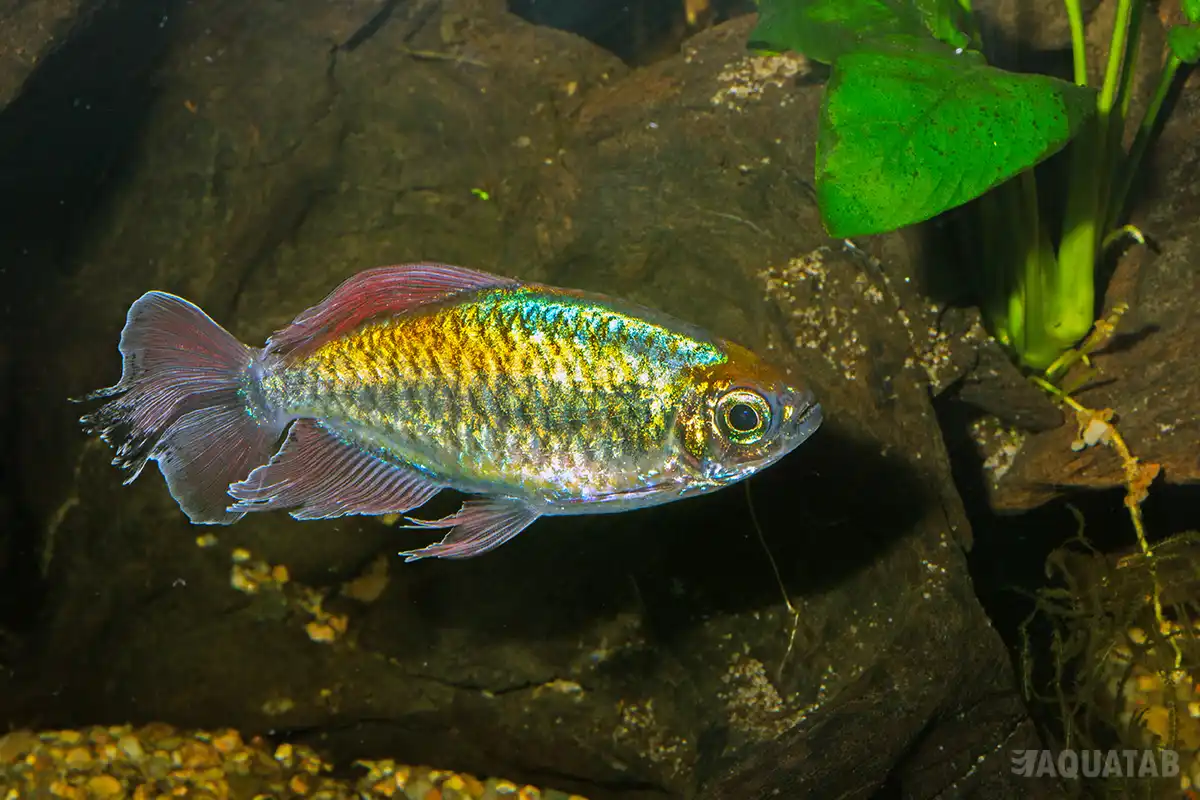 Fotografie druhu Phenacogrammus interruptus