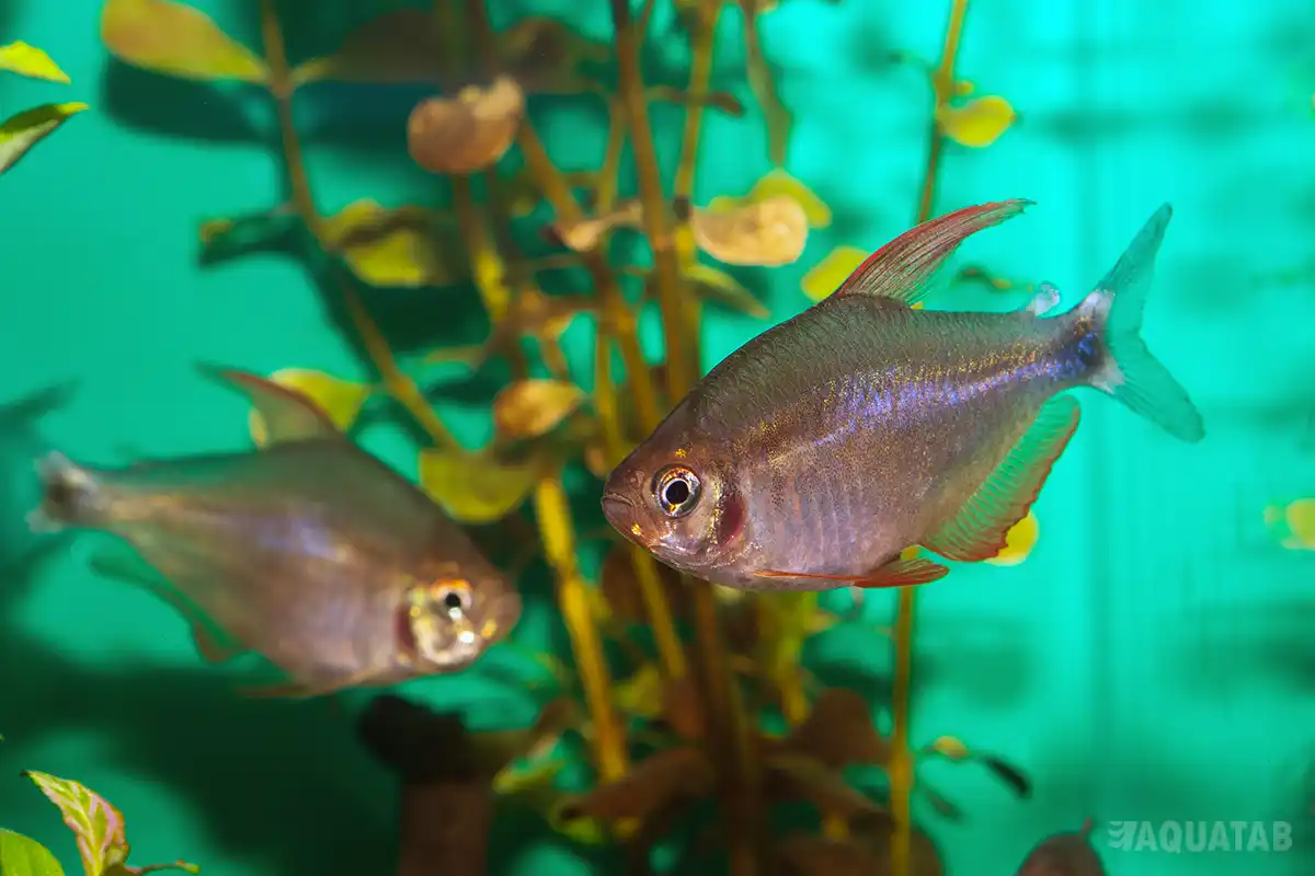Fotografie druhu Hyphessobrycon peugeoti