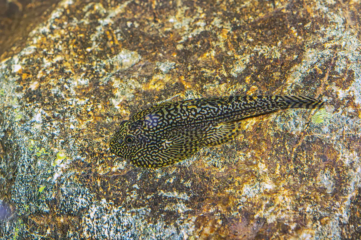 Fotografie druhu Sewellia sp. Spotted