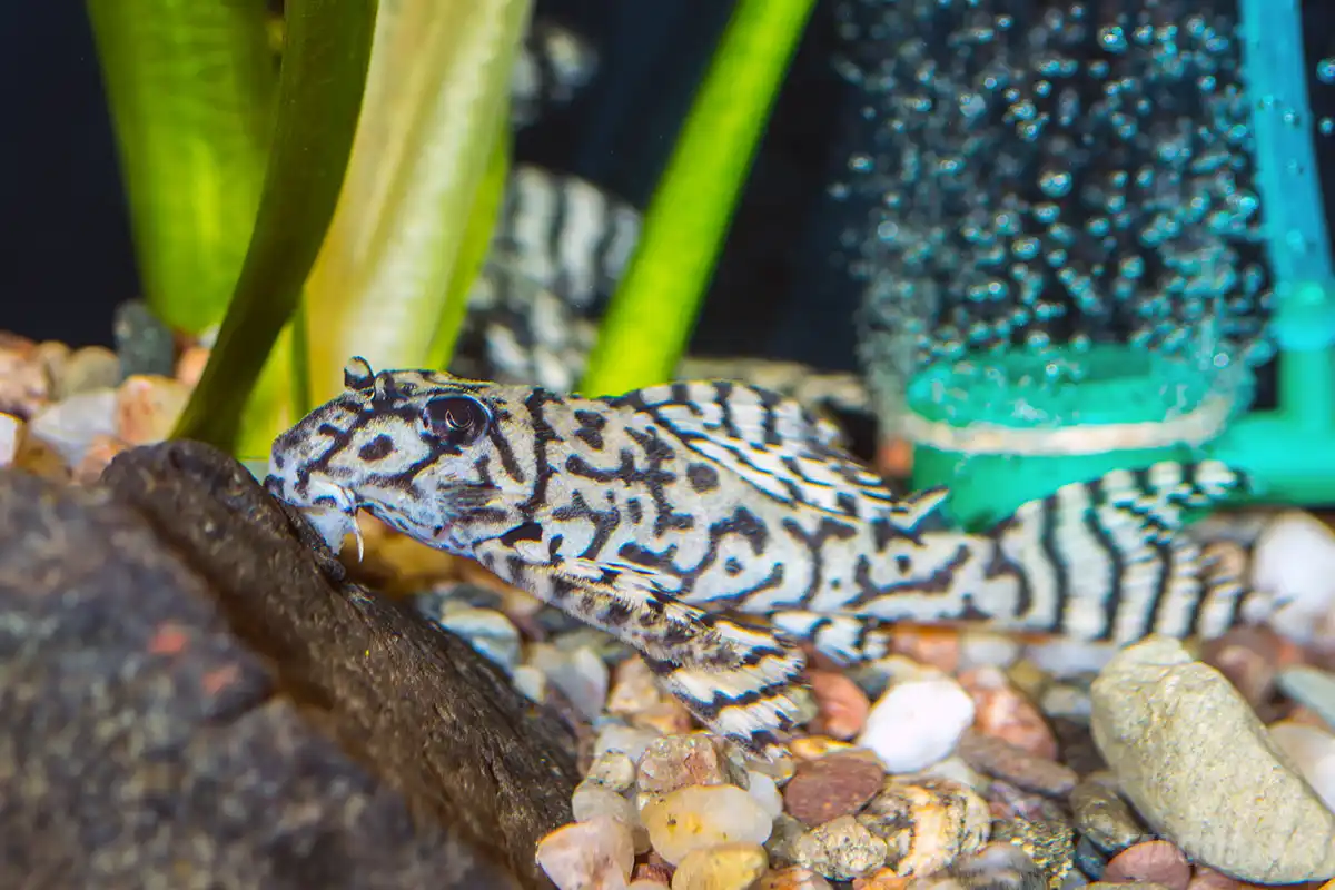 Fotografie druhu Hypancistrus seideli