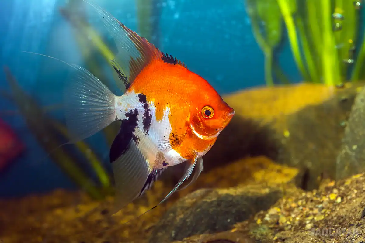 Fotografie druhu Pterophyllum scalare Red Devil