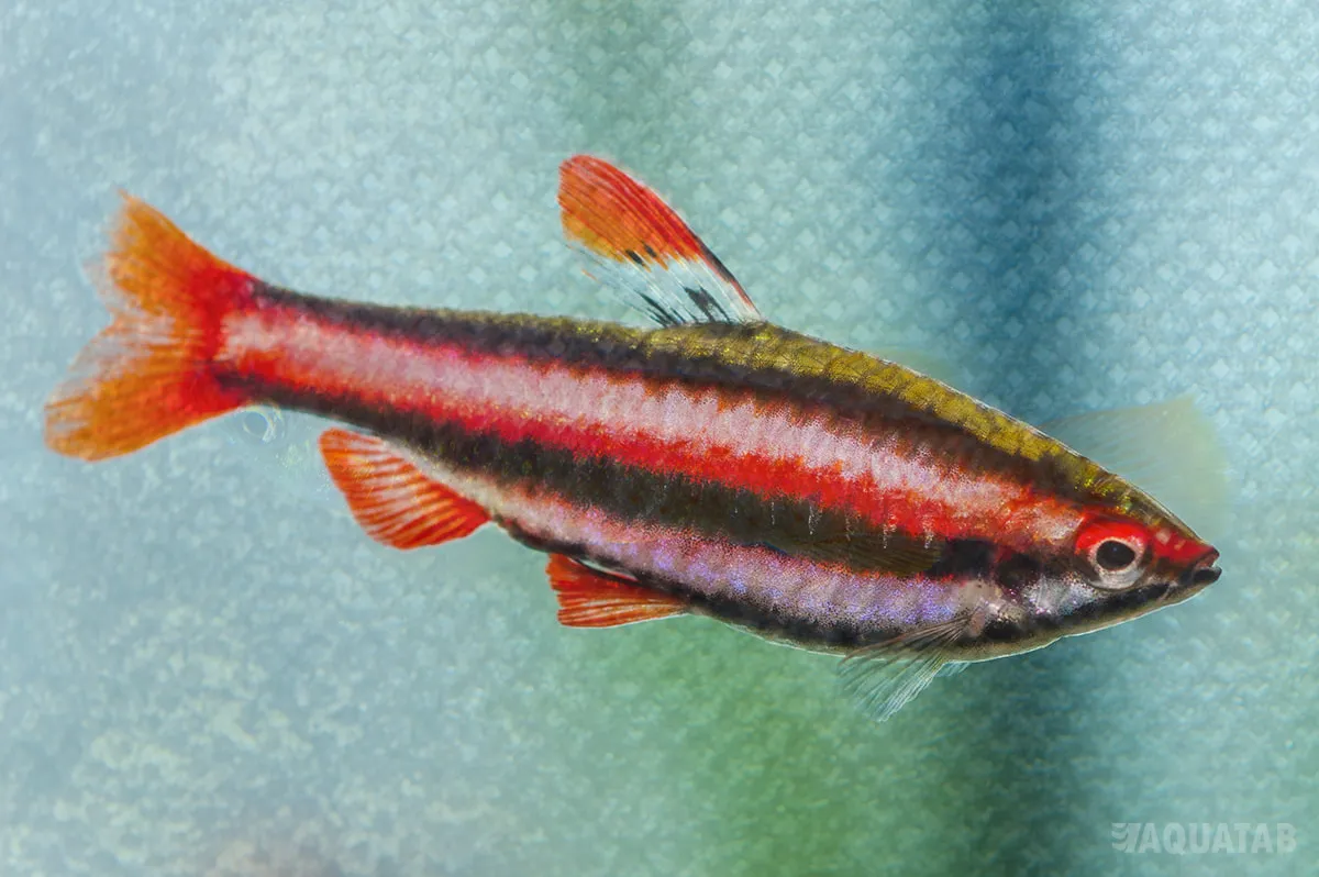 Fotografie druhu Nannostomus mortenthaleri