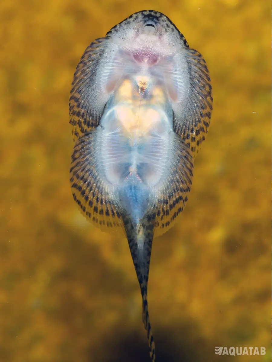 Fotografie druhu Sewellia sp. Spotted