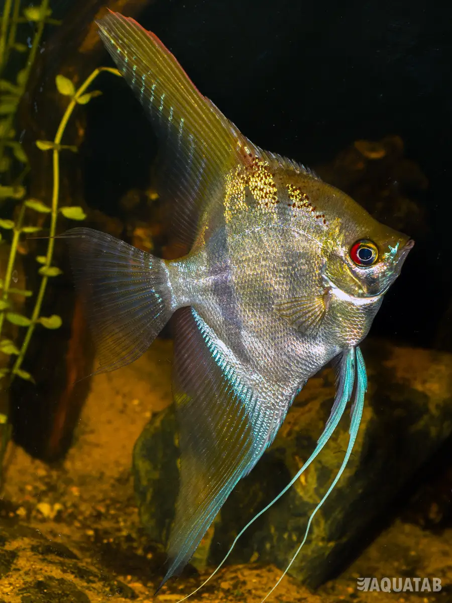 Fotografie druhu Pterophyllum scalare Sao Gabriel