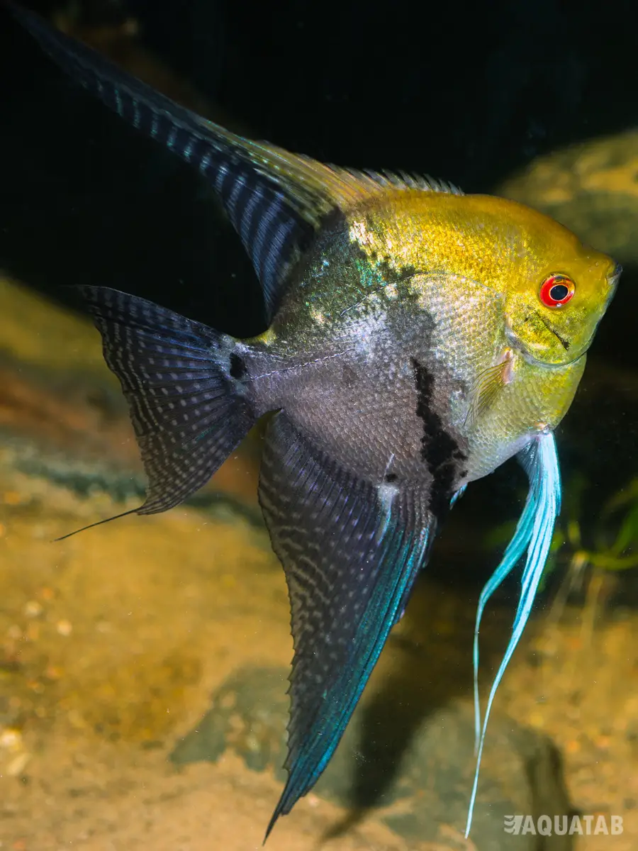 Fotografie druhu Pterophyllum scalare California
