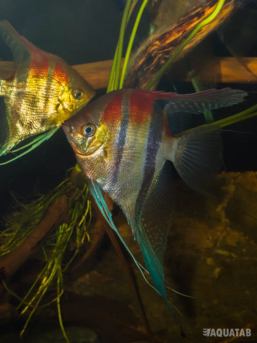 Fotografie druhu Pterophyllum scalare Manacapuru
