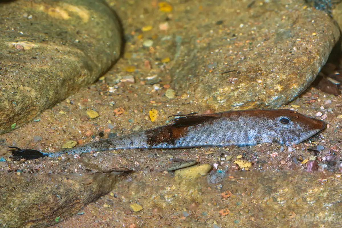 Fotografie druhu Pseudohemiodon apithanos