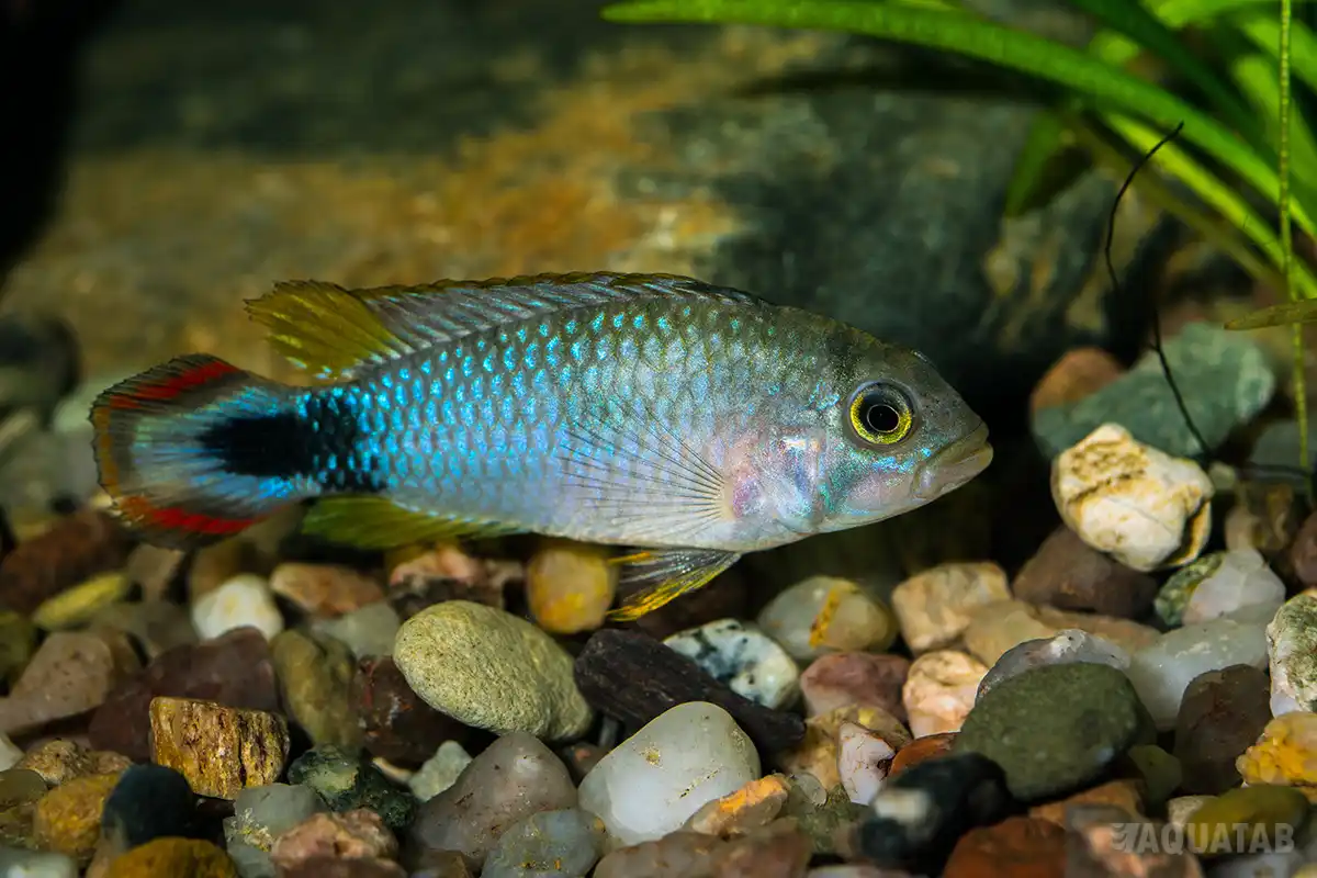 Fotografie druhu Apistogramma panduro