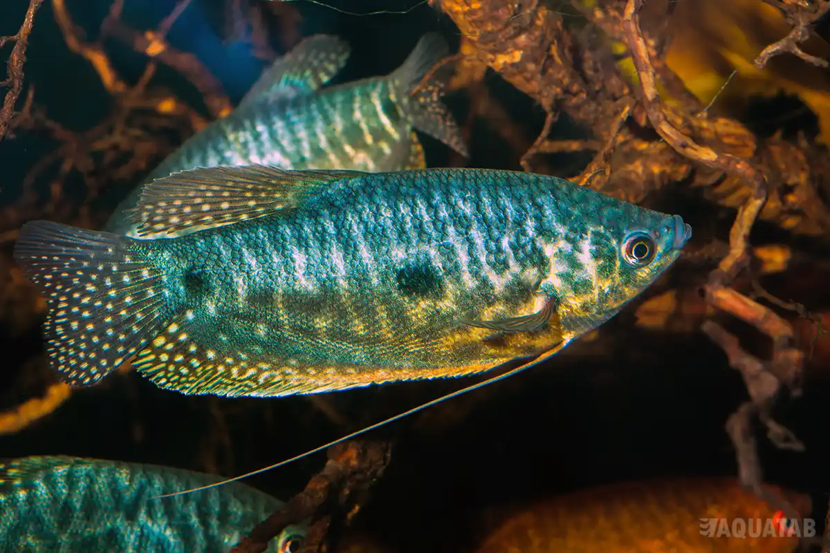 Fotografie druhu Trichopodus trichopterus Cosby