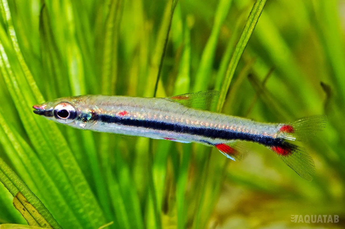 Fotografie druhu Nannostomus trifasciatus