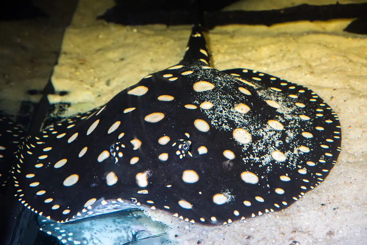 Fotografie druhu Potamotrygon leopoldi Black Diamond