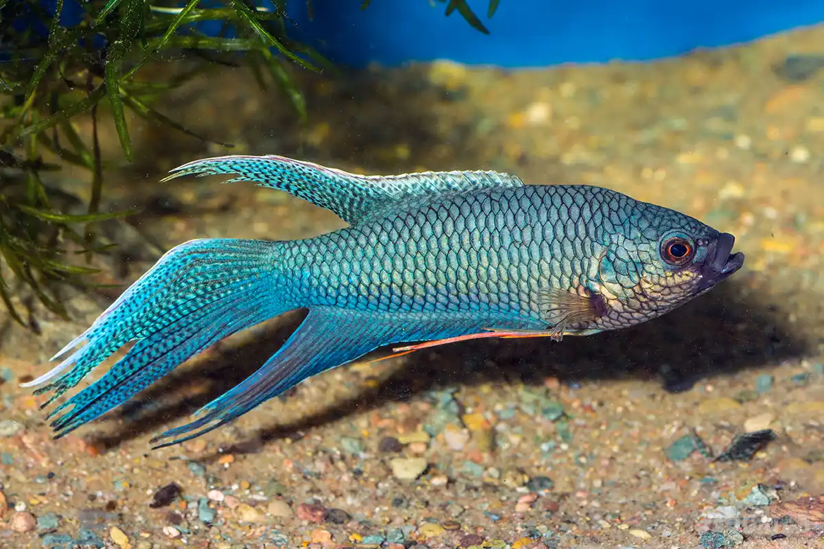 Fotografie druhu Macropodus opercularis Blue