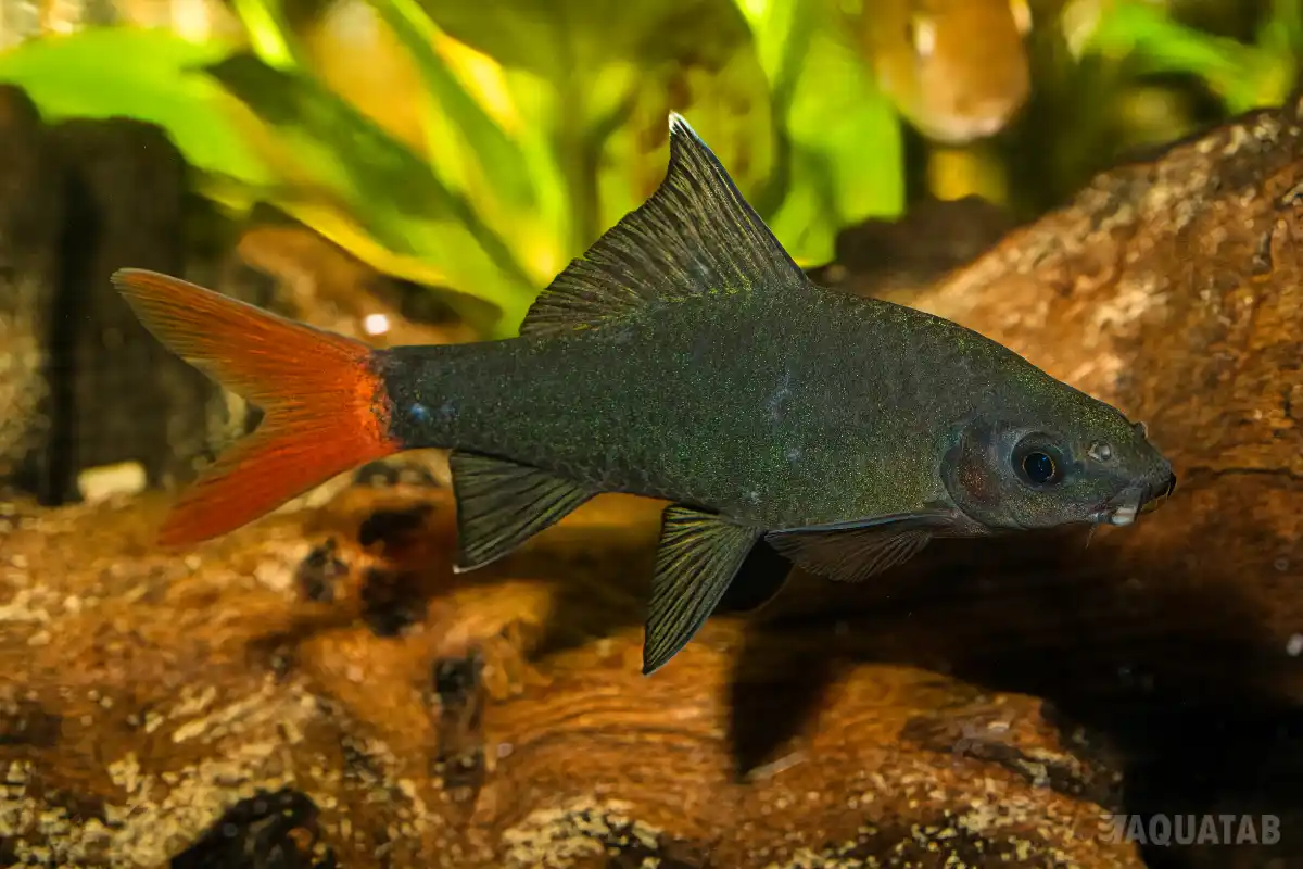 Fotografie druhu Epalzeorhynchos bicolor
