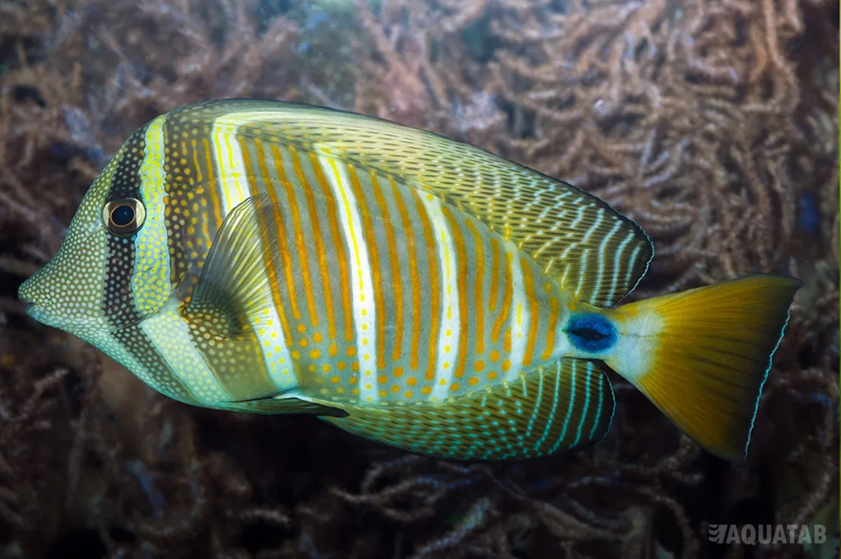 Fotografie druhu Zebrasoma velifer