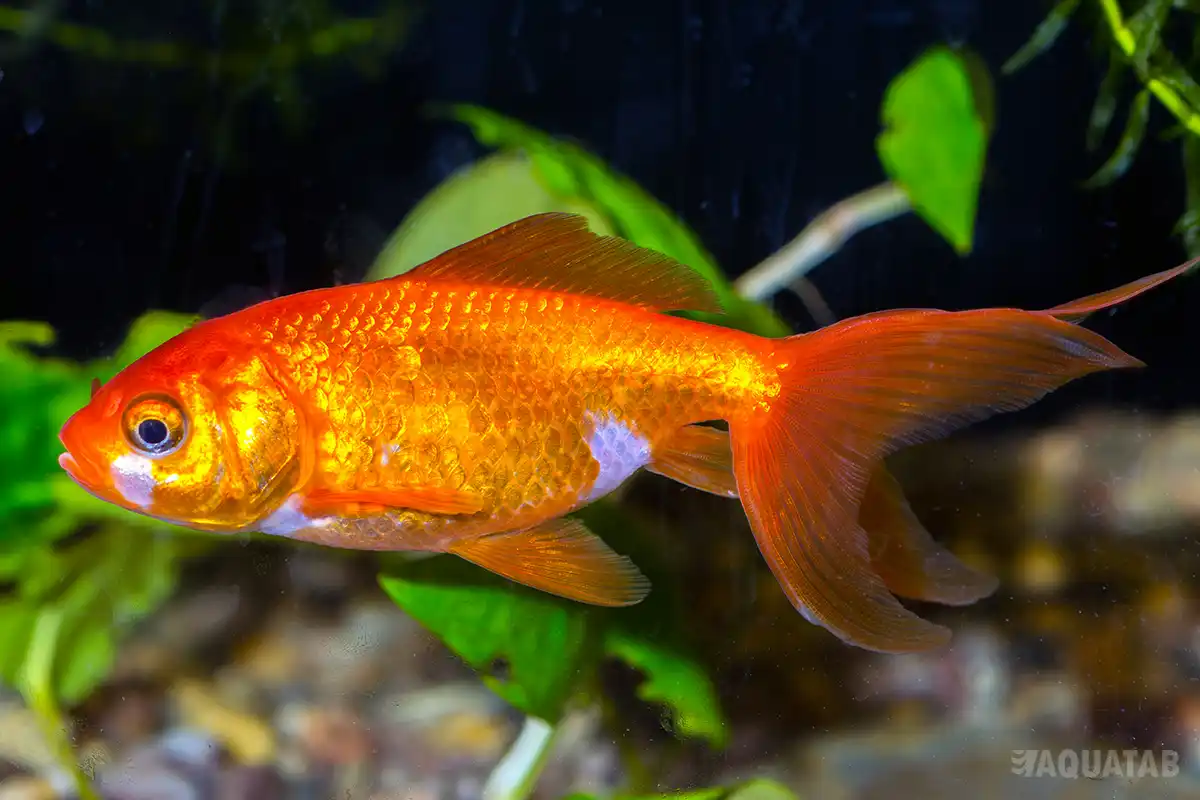Fotografie druhu Carassius auratus Kometa