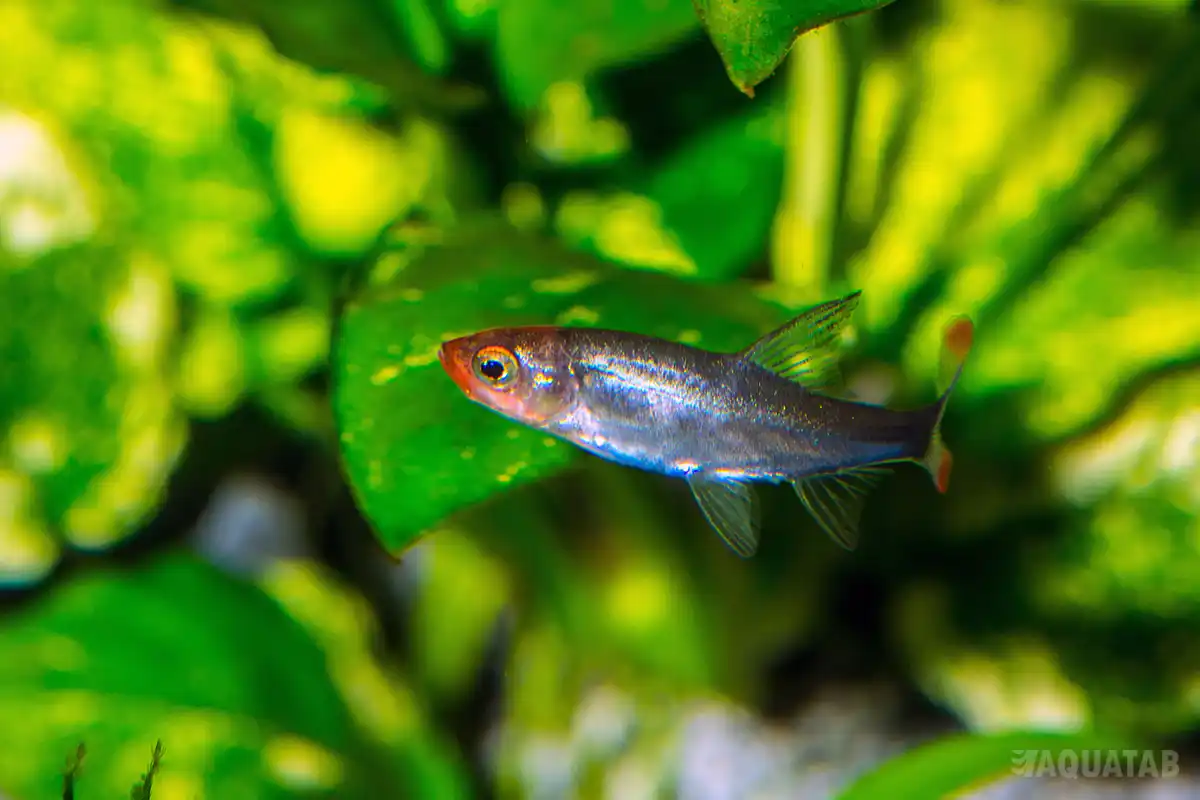 Fotografie druhu Sawbwa resplendens