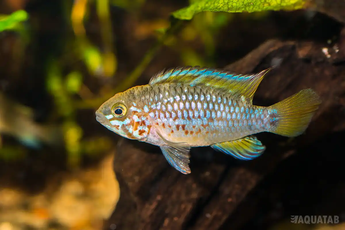 Fotografie druhu Apistogramma ortegai