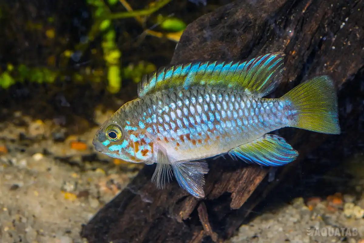 Fotografie druhu Apistogramma ortegai