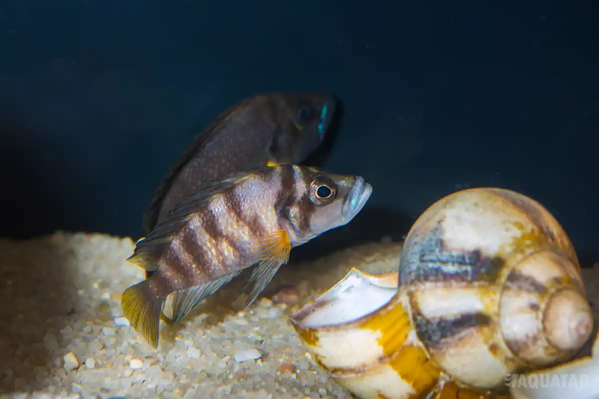 Fotografie druhu Altolamprologus compressiceps Cumba
