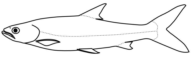 Ilustrace zástupce rodu Aaptosyax