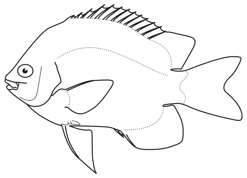 Ilustrace zástupce rodu Abudefduf