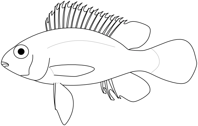 Ilustrace zástupce rodu Crenicara