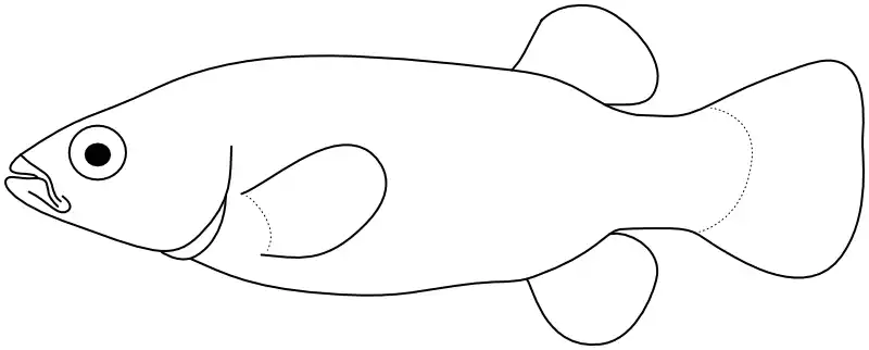 Ilustrace zástupce rodu Crenichthys Ilustrace zástupce rodu Crenichthys