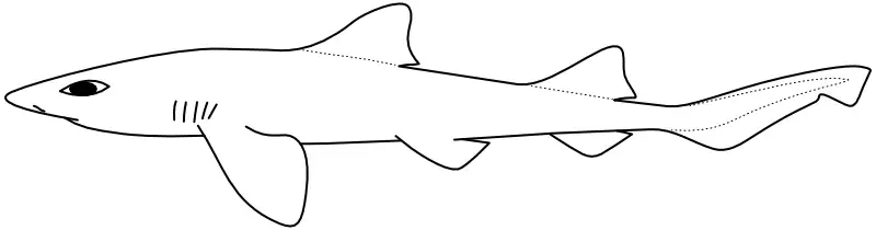 Ilustrace zástupce rodu Ctenacis