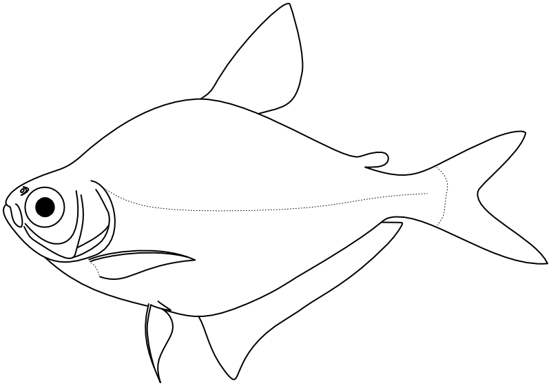 Ilustrace zástupce rodu Ctenobrycon