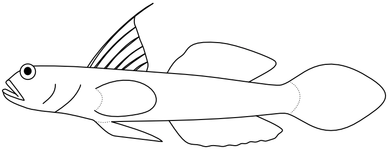 Ilustrace zástupce rodu Ctenogobiops