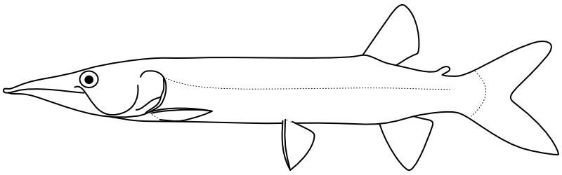 Ilustrace zástupce rodu Ctenolucius