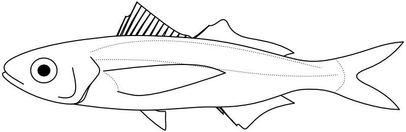 Ilustrace zástupce rodu Cubiceps