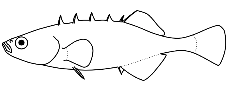 Ilustrace zástupce rodu Culaea