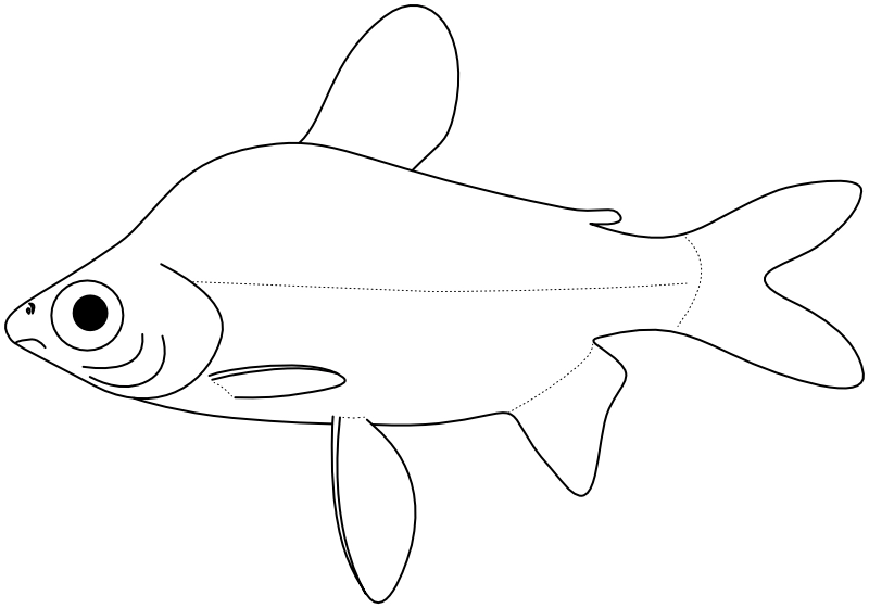 Ilustrace zástupce rodu Curimata