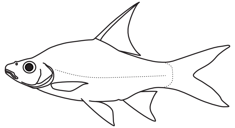 Ilustrace zástupce rodu Cyclocheilichthys