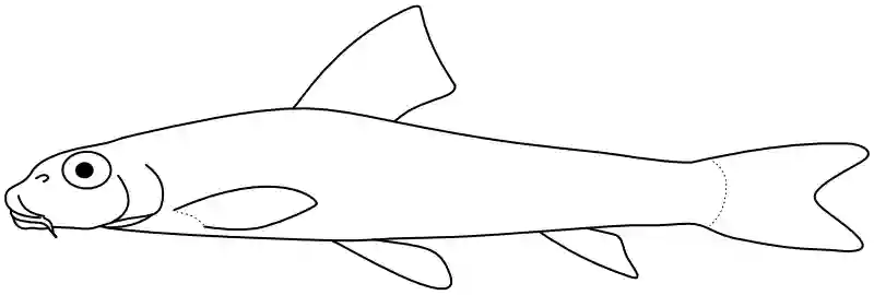 Ilustrace zástupce rodu Mesophysogobio