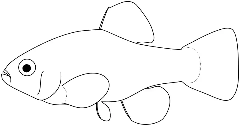 Ilustrace zástupce rodu 