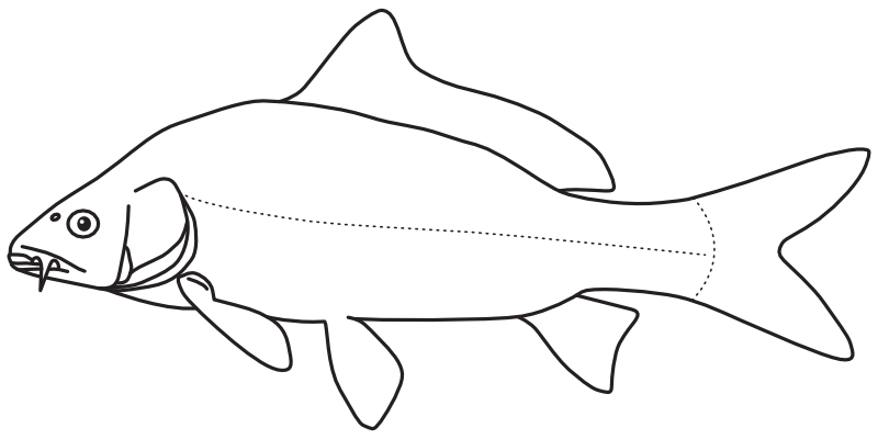 Ilustrace zástupce rodu Cyprinus