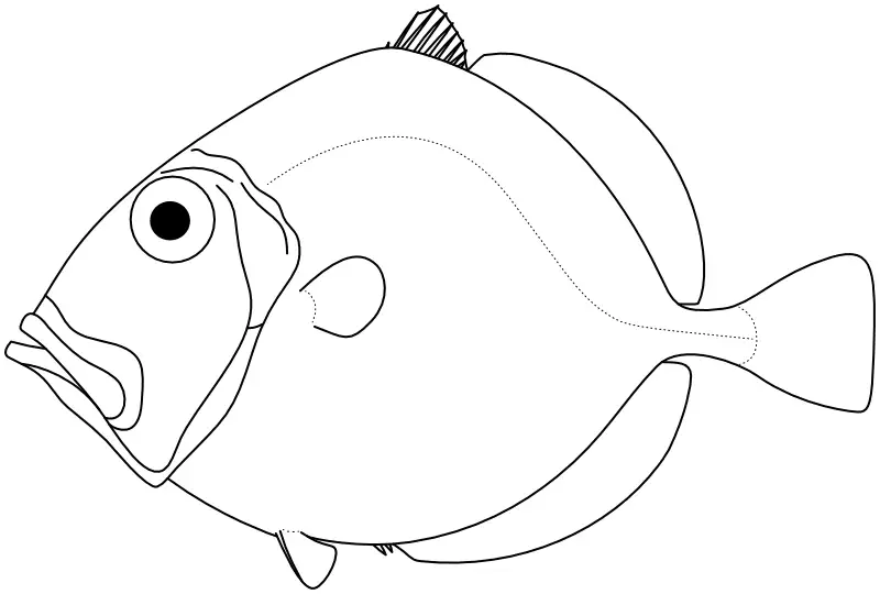 Ilustrace zástupce rodu Cyttus